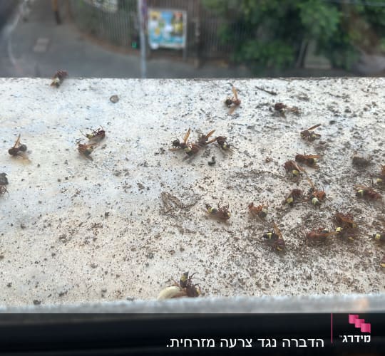 צרעות מתות על אדן חלון, רמז להדברה